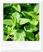mint-793078_640