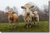 aromes-animal-puer-les-filles-du-the