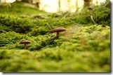 champignon-mousse-sous-bois-les-filles-du-the-pu-er