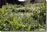 herbe-mouillée-puer-les-filles-du-thé