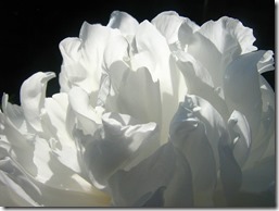 pivoine-blanc-the-les-filles-du-the pivoine-blanc-the-les-filles-du-the