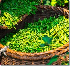 cueillette-the-vert-chine-les-filles-du-the cueillette-the-vert-chine-les-filles-du-the