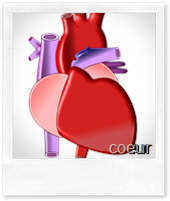 michel-cimes-coeur-thé-vert michel-cimes-coeur-thé-vert