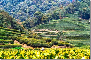 plantation-chne-the-vert-les-filles-du-the plantation-chne-the-vert-les-filles-du-the