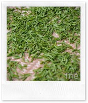 the-vert-de-chine-cueillette the-vert-de-chine-cueillette