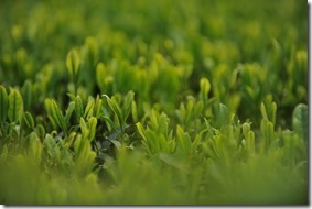 the-vert-de-chine-les-filles-du-the the-vert-de-chine-les-filles-du-the