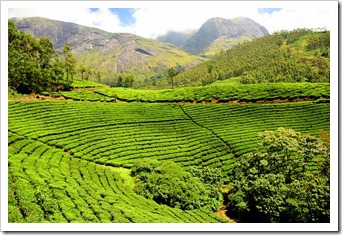 plantations-inde-les-filles-du-the-darjeeling